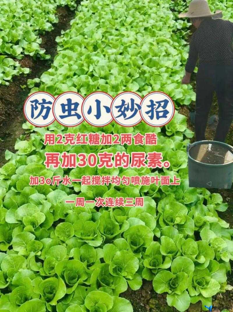 2025年新春前夕，小森生活白菜种植全攻略，助力白菜种子茁壮成长秘籍